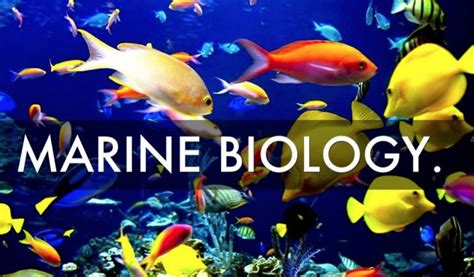 Best Marine Biology Colleges 2022 2023
