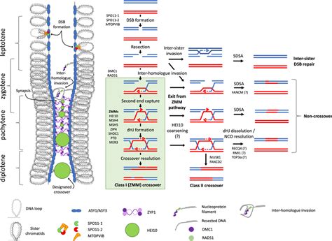 Model Of Meiotic Recombination Dna Repair Pathways In Plants Meiosis