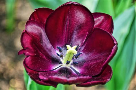 Tulip Cafe Noir At The Flower Field Flower Dome Gardens Flickr