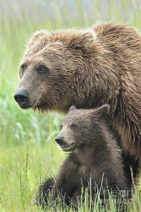 Alaska Brown Bear With Cub Photograph By Linda D Lester