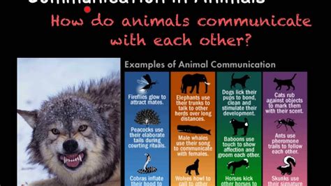 B38 Animal Communication Youtube