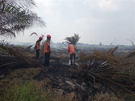 Manajemen hutan di indonesia telah lama dijangkiti oleh korupsi. Polisi Tetapkan 10 Tersangka Pembakaran Hutan dan Lahan di ...