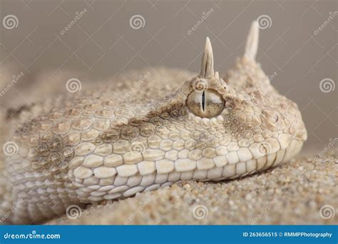 A Portrait Of A Saharan Horned Viper In The Sand Stock Image Image Of