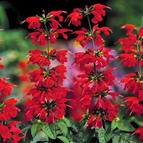 Salvia C Lady In Red Beds And Borders