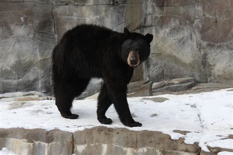 American Black Bear Ursus Americanus In The Snow 2010 Zoochat