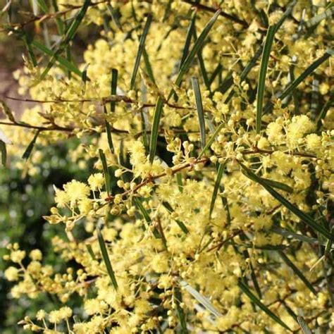 Acacia Howittii Sticky Wattle Australian Plants Online Australian