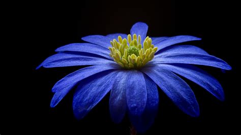 Desktop Wallpaper Blue Gerbera Flower Portrait Hd Image Picture