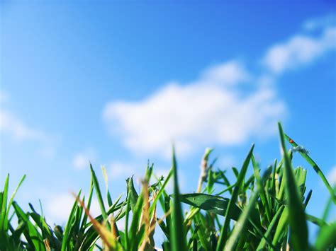 Online Crop Green Grass Field Grass Depth Of Field Sky Macro Hd