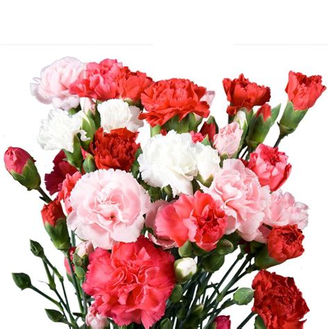 Globalrose Fresh Mothers Day Assorted Mini Carnations 160 Stems 640