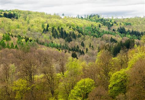 Beautiful Spring Forest Many Shades Of Green Photograph By Matthias