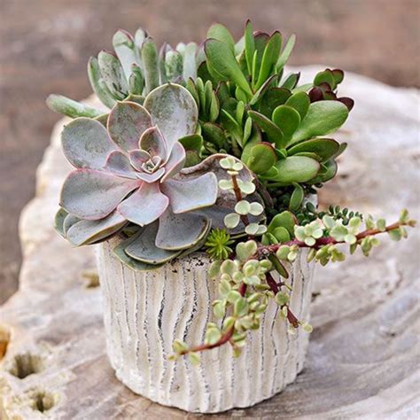 25 Best And Awesome Indoor Succulent Garden Centerpieces Ideas