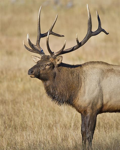 Top 98 Pictures Bull Elk Fighting Pictures Superb