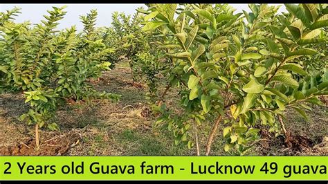 Organic Guava Farm After 2 Years Of Planting Guava Cultivation High