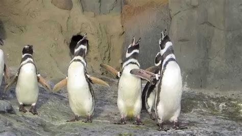 Penguins Are Habit Forming Aquarium Of The Pacific Youtube