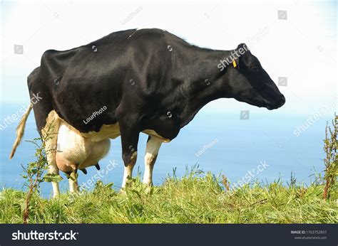 Huge Udders Photos And Images Shutterstock