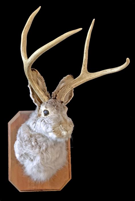 Lot - Shoulder Mount Taxidermy Jackalope
