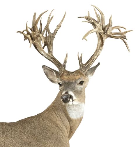 The Biggest Bandc Nontypical Whitetail Deer Field And Stream