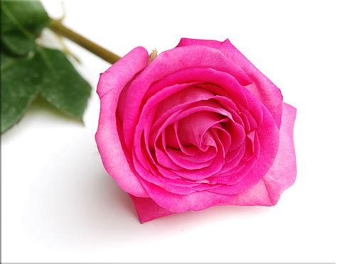 The rose is a type of flowering shrub. Grattis - Jilina.se