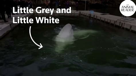 Beluga Whales Released Into Open Sea Sanctuary In Iceland
