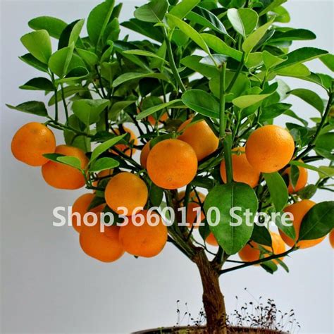 Fruit Plant Bonsai Orange Seedsplants Potted Edible Tangerine Citrus