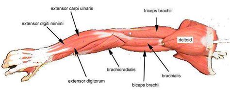 The anterior compartment includes biceps brachii, coracobrachialis and brachialis while the triceps brachii is a. Arm Diagram