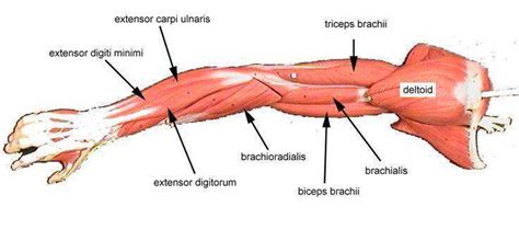 The (upper) arm muscles are a group of five muscles located in the region between the shoulder additional actions of these muscles include flexion of the arm at the shoulder joint and forearm edinburgh: Arm Diagram