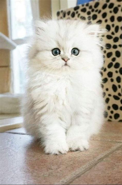 Recognized by the cat fancy since the late 19th century, it was developed first by the english. Persian Cat Rescue California - Pet Inspiration