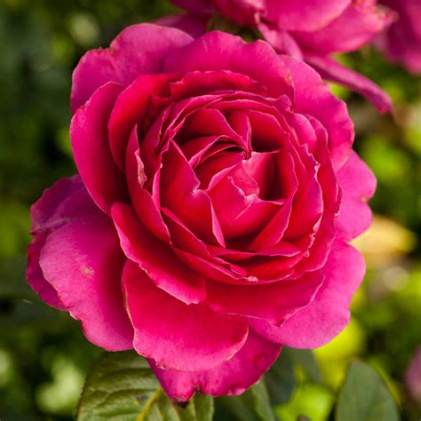 Pretty Lady Rose Hybrid Tea Rose Jumbo Bareroot Roses