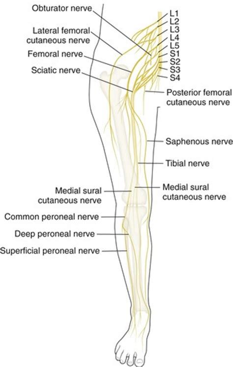 Knee And Lower Leg Musculoskeletal Key