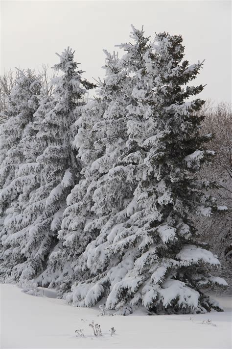 Snowy Trees Free Stock Photo Public Domain Pictures