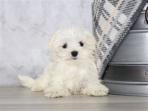 Maltese Dog Female White 3714652 Petland Lewis Center
