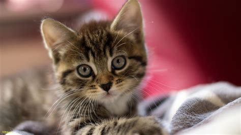 Funny Kitten Wallpapers Top Free Funny Kitten Backgrounds Wallpaperaccess