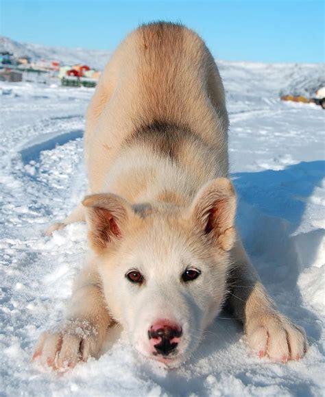 Greenland Dog Dog Greenland Puppy Pikist