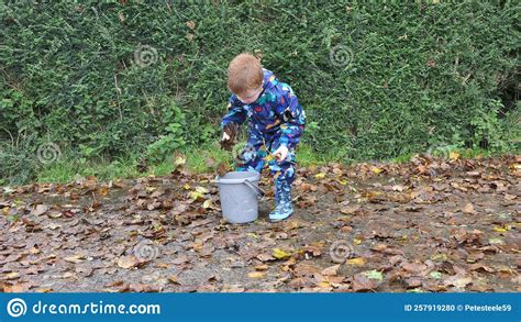 A Child Picking Up Leaves Into A Bucket In A Wood In Autumn Stock Photo