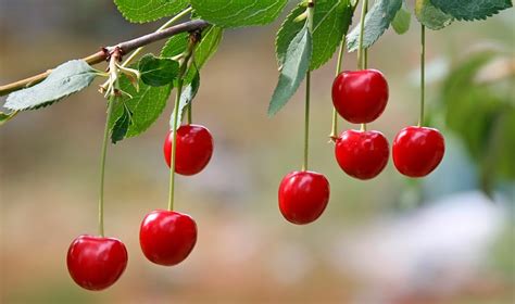 Not all vegetables take from spring from fall to mature. 10 Fruits and Vegetables That Grow Fast