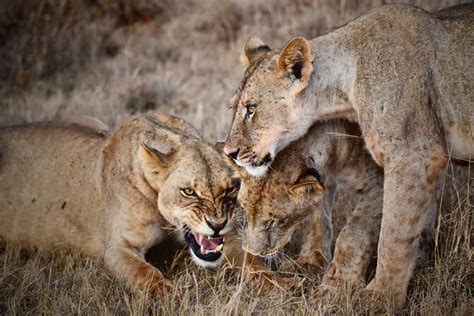 Lwy Afrykańskie Zwierzęta Afryki Wybraliśmy Się Na Fotograficzne