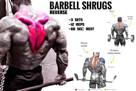 How To Perform Reverse Barbell Shrugs Benefits Tips Technique Guide