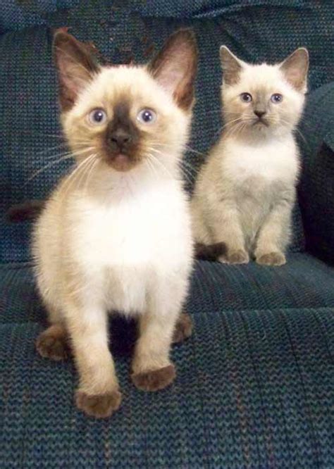 A kitten's eyes start to change colour if they are going to, when they are anything from 3 to 6 months old. Siamese Kitten Color