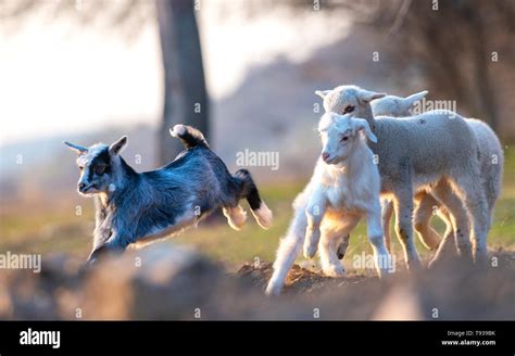 Little Goat And Lambs Running And Jumping Stock Photo Alamy