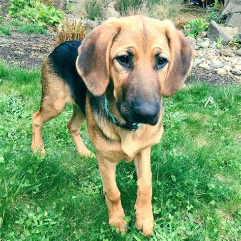 Bloodhound German Shepherd Mix Guide W Pictures Puplore