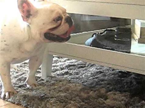 French bulldogs are known to be great companions; French bulldog barking - YouTube
