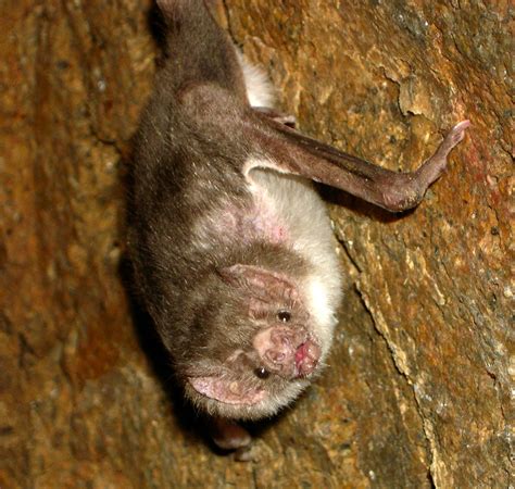 Vampire Bat Wikipedia