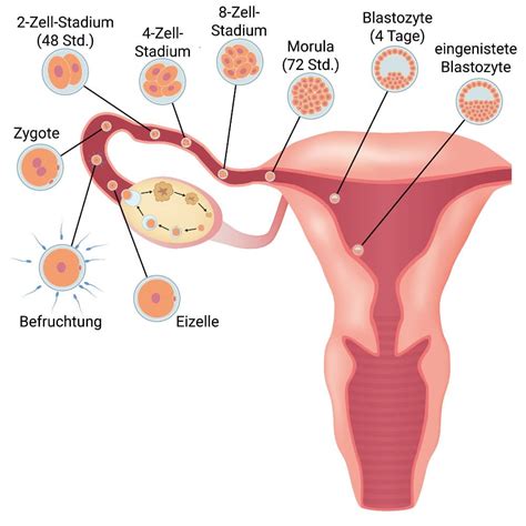 Eine eileiterschwangerschaft oder ektope schwangerschaft kommt in einer von 100 schwangerschaften vor. 3. SSW: 3. Schwangerschaftswoche - Anzeichen, Ultraschall ...