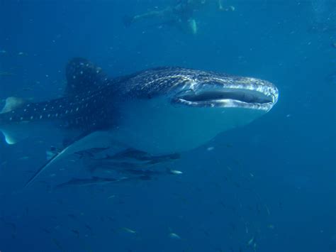Swimming With The Whale Sharks At Ningaloo Reef Australia Simply Awe Inspiring Was Followed By