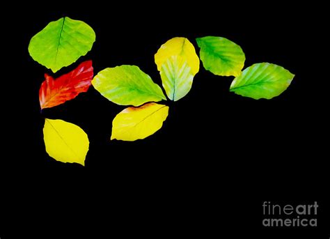 Colorful Leaves Photograph By Ingela Christina Rahm Fine Art America