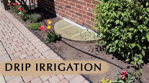 Installing Drip Irrigation For My Backyard For The First Time Info