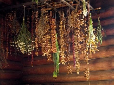 The hanging plants from ceiling featured here are all tested for uv protection and they are highly resistant to heat and fire, ensuring that they won't fade over time. tiny spirits, dried flowers and herbs hanging from the ...