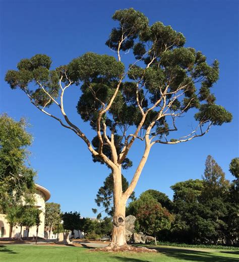 Eucalyptus Tree In 2023 Landscape Trees Australian Trees Tree