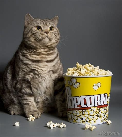 Fat Cat With Popcorn Why Evolution Is True