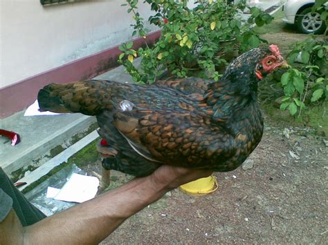 Ayam Siam Ayam Sabung Ayam Betina Baru Taji Si Batam